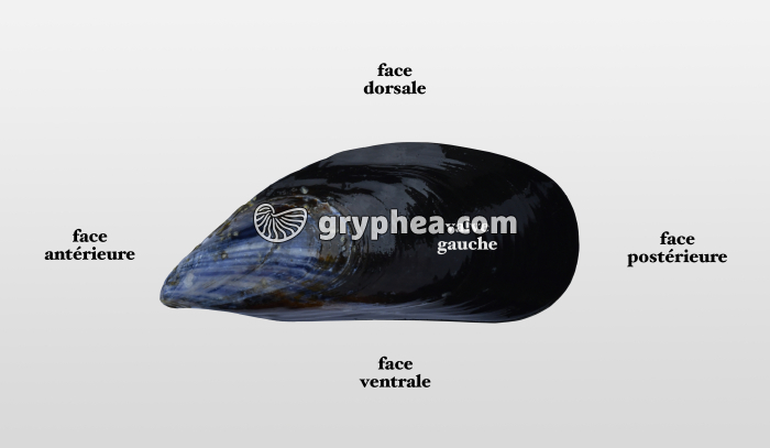 Anatomie externe de la Moule (orientation) - gryphea.com